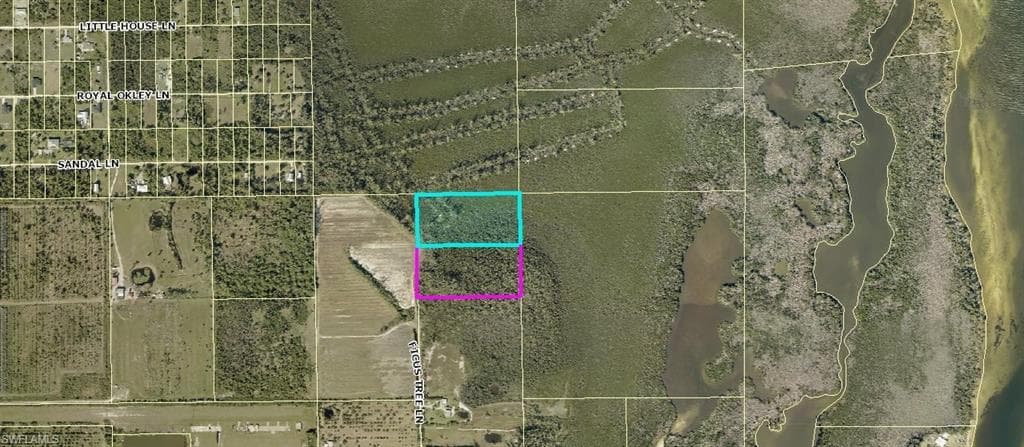 Ficus Tree BOKEELIA, FL 33922